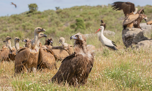 Monniksgier, Cinereous Vulture, Vale Gier, Griffon Vulture, White Stork, Extremadura, Spain 2019