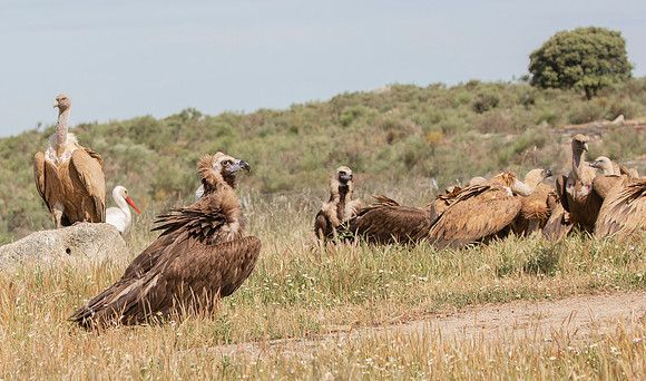 Monniksgier, Cinereous Vulture, Vale Gier, Griffon Vulture, White Stork, Extremadura, Spain 2019