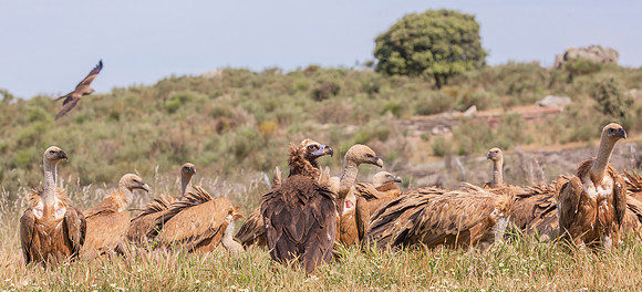 Monniksgier, Cinereous Vulture, Vale Gier, Griffon Vulture, Zwarte Wouw, Black Kite, Spain 2019