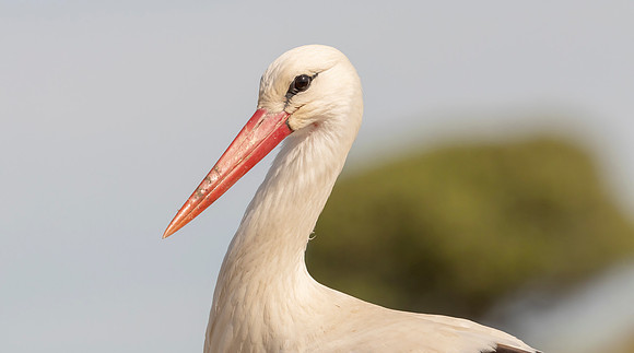 Ooievaar, White Stork, Extremadura, Spain 2019
