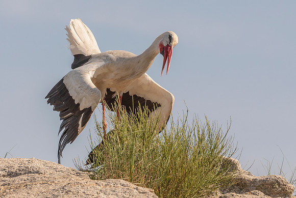 Ooievaar, White Stork, Extremadura, Spain 2019