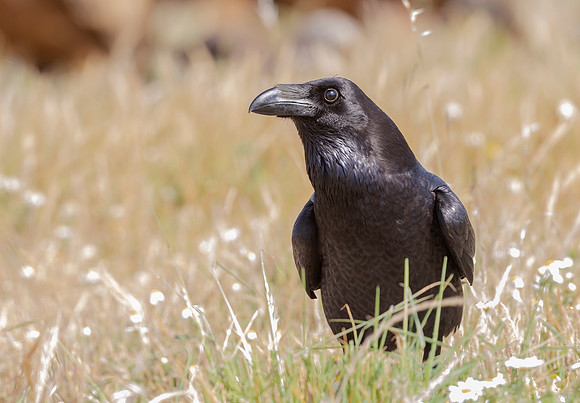 Raaf, Common Raven, Extremadura, Spain 2019