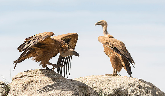 Vale Gier, Griffon Vulture, Extremadura, Spain 2019