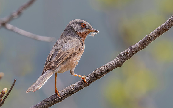 Baardgrasmus, Subalpine Warbler, Berzocana 2019