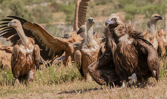 Monniksgier, Cinereous Vulture, Vale Gier, Griffon Vulture, Extremadura, Spain 2019