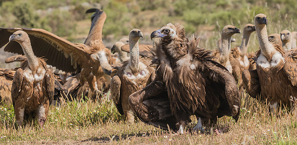 Monniksgier, Cinereous Vulture, Vale Gier, Griffon Vulture, Extremadura, Spain 2019