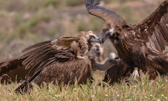 Monniksgier, Cinereous Vulture, Vale Gier, Griffon Vulture, Extremadura, Spain 2019