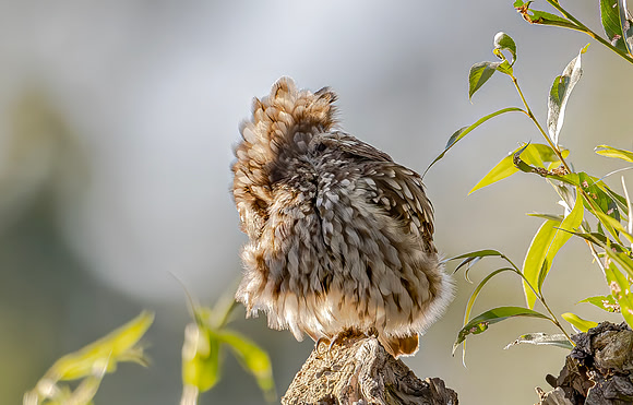 Steenuil ♂, Little Owl, Groene Hart 2024