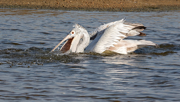 Spot-billed Pelican, Bundala Natl. Park, Sri Lanka 2019