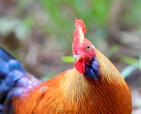 Sri Lanka Junglefowl ♂, Sinharaja, Sri Lanka 2019, 16A5082 def rec X