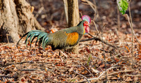 Green Junglefowl ♂, Bali Barat Ntl Park,  Indonesia, 2018