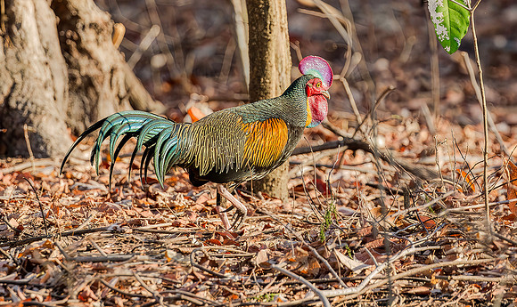 Green Junglefowl ♂, Bali Barat Ntl Park,  Indonesia, 2018