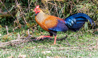 Sri Lanka Junglefowl ♂, Horton Plains, Sri Lanka 2019