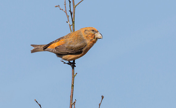 Grote Kruisbek ♂, Parrot Crossbill, Zeist 2018