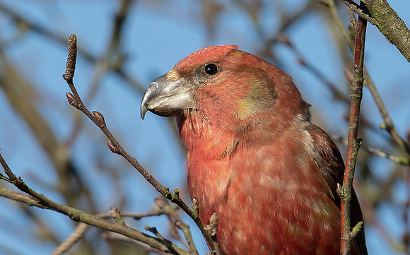 Grote Kruisbek ♂, Parrot Crossbill, Zeist 2018