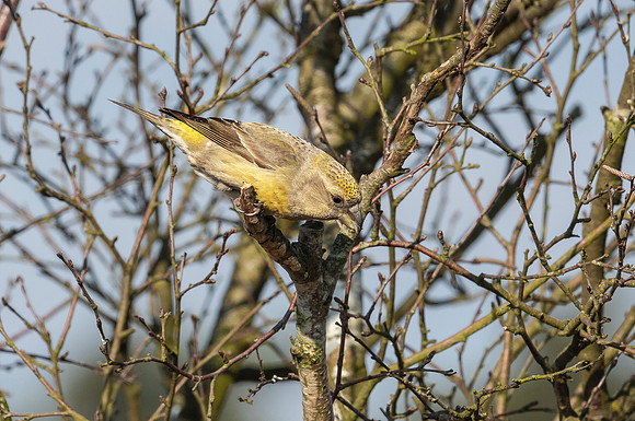 Grote Kruisbek ♀, Parrot Crossbill, Zeist 2018
