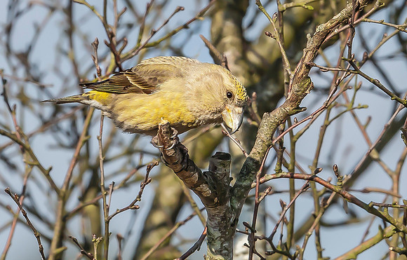 Grote Kruisbek ♀, Parrot Crossbill, Zeist 2018