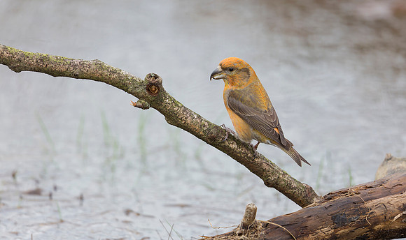 Grote Kruisbek ♂, Parrot Crossbill, Zeist 2018