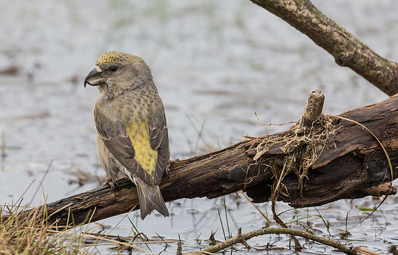 Grote Kruisbek ♀, Parrot Crossbill, Zeist 2018