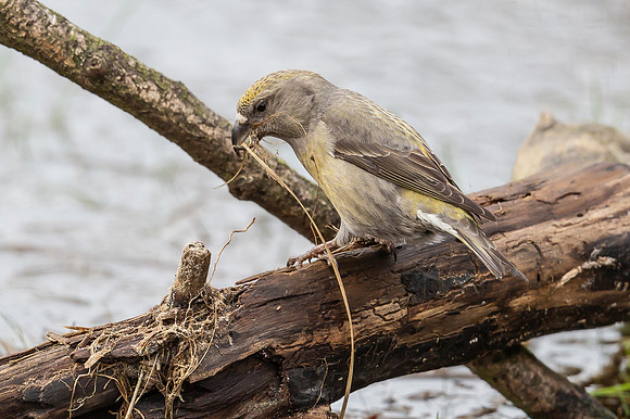 Grote Kruisbek ♀, Parrot Crossbill, Zeist 2018