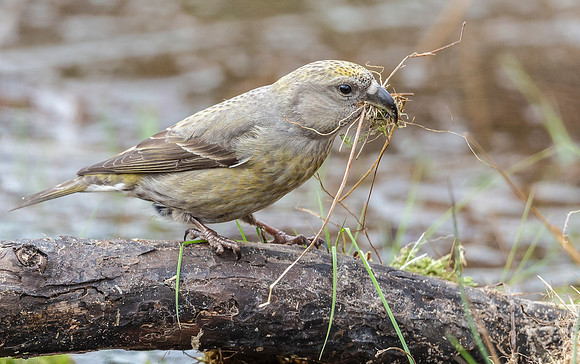 Grote Kruisbek ♀, Parrot Crossbill, Zeist 2018