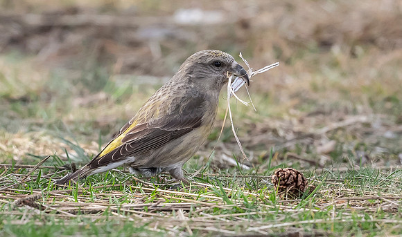 Grote Kruisbek ♀, Parrot Crossbill, Zeist 2018