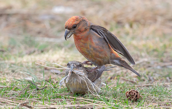 Grote Kruisbek ♀, ♂, Parrot Crossbill, Zeist 2018