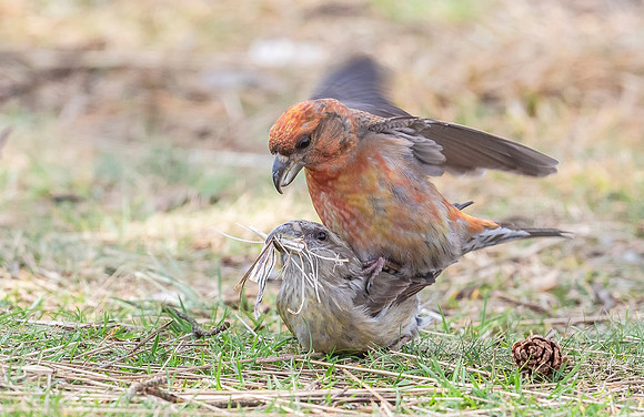 Grote Kruisbek ♀, ♂, Parrot Crossbill, Zeist 2018