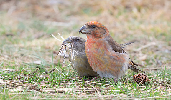 Grote Kruisbek ♀, ♂, Parrot Crossbill, Zeist 2018