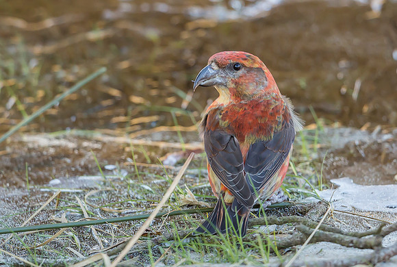 Kruisbek ♂, Red Crossbill, Zeist 2018