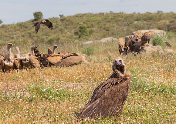 Monniksgier, Cinereous Vulture, Vale Gier, Griffon Vulture, Black Kite, Extremadura, Spain 2019