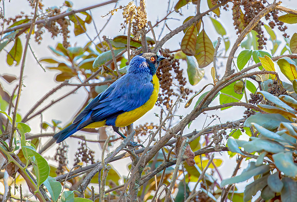 Hooded Moutain-Tanager,  Manu NP, Perú 2015