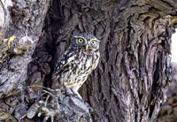 Steenuil, Little Owl, Groene Hart 2024
