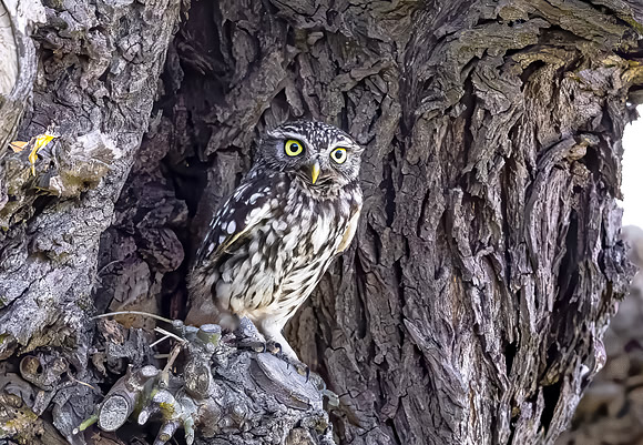 Steenuil, Little Owl, Groene Hart 2024