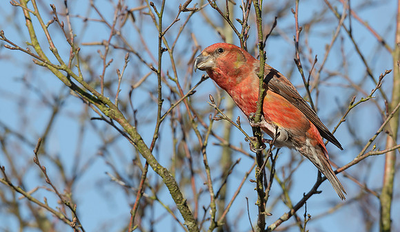 Grote Kruisbek ♂, Parrot Crossbill, Zeist 2018