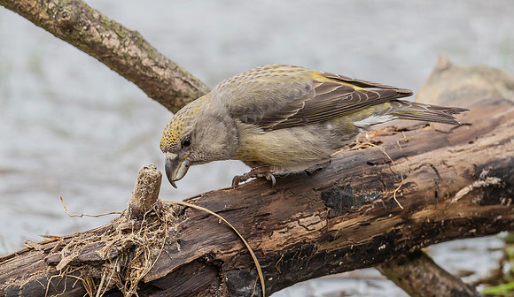 Grote Kruisbek ♀, Parrot Crossbill, Zeist 2018