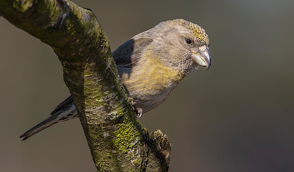 Grote Kruisbek ♀, Parrot Crossbill, Zeist 2018
