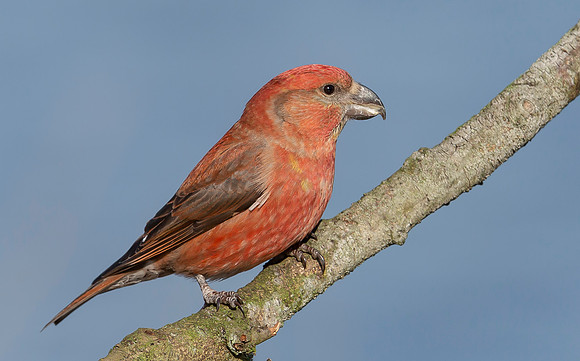 Grote Kruisbek ♂, Parrot Crossbill, Zeist 2018