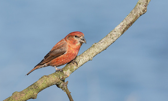Grote Kruisbek ♂, Parrot Crossbill, Zeist 2018
