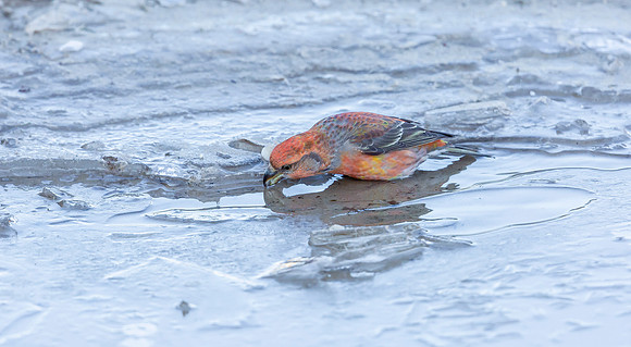 Grote Kruisbek ♂, Parrot Crossbill, Zeist 2018