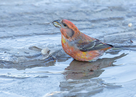 Grote Kruisbek ♂, Parrot Crossbill, Zeist 2018
