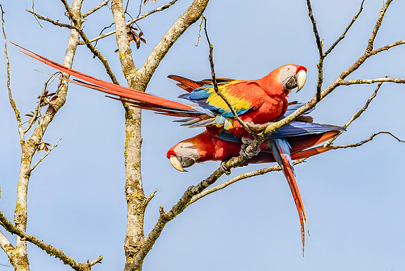 N Scarlet Macaw ♂, ♀, Costa Rica 2022