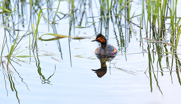 Geoorde Fuut, Black-necked Grebe/Eared Grebe, Onner Polder 2021
