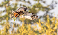 Bruine kiekendief ♂, Eurasian Marsh Harrier, Rietlanden Kockengen 2025
