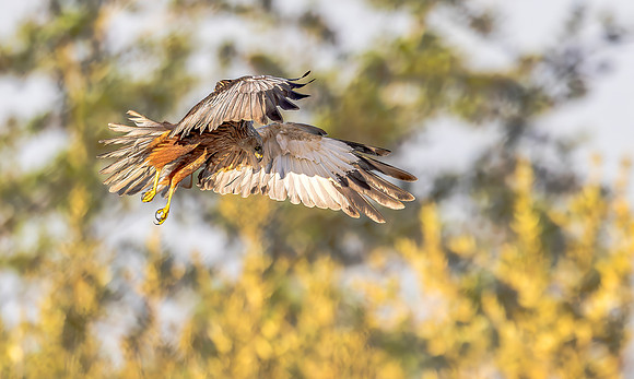 Bruine kiekendief ♂, Eurasian Marsh Harrier, Rietlanden Kockengen 2025