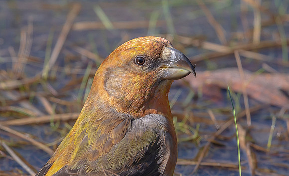 Grote Kruisbek ♂, Parrot Crossbill, Zeist 2018