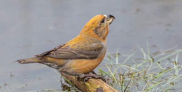 Grote Kruisbek ♂, Parrot Crossbill, Zeist 2018