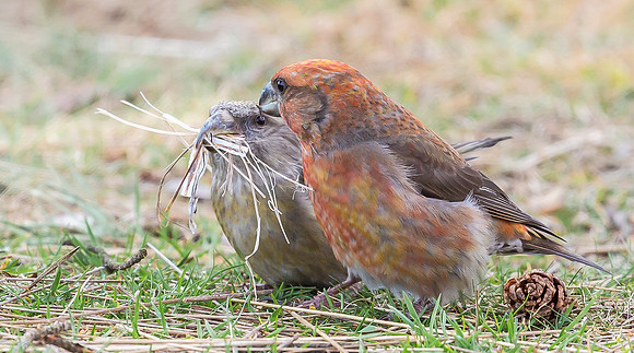 Grote Kruisbek ♀, ♂, Parrot Crossbill, Zeist 2018