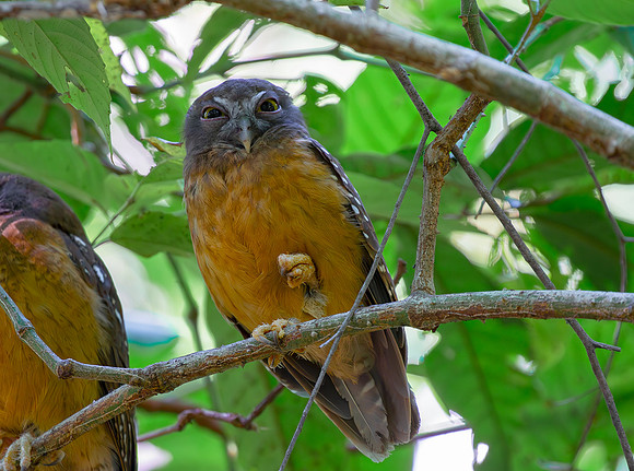 Ochre-bellied Boobook ♂, Tangkoko, Sulawesi 2018