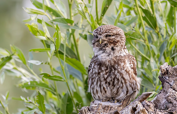 Steenuil ♂ roepend, Little Owl ♂ calling, Groene Hart 2025